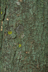 embossed tree bark covered with moss and lichen
