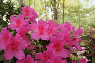 Purple Azalea flower blooming in Home Garden, Springtime in GA USA.