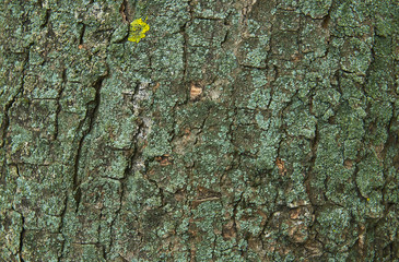 embossed tree bark covered with moss and lichen