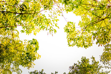 green leaves on a white background
