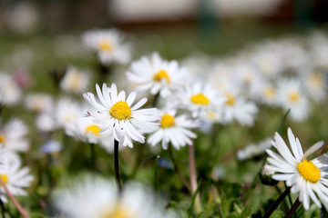 Small white meadow daisies (Matricaria)