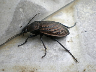 beetle