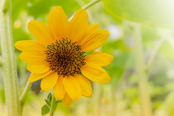 Perfect sunflower shots in garden single flower