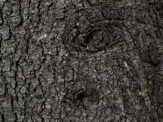 tree bark