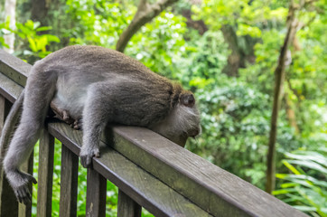 Wild monkey rest on the fence in sacred Monkey Forest Park