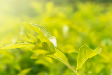 Beautiful green leaf soft and blurry