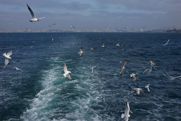 Gulls in the blue sky.