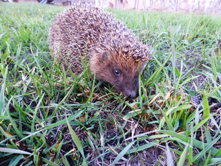 Hedgehog in the grass