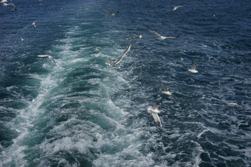 Obraz premium Gulls in the blue sky.