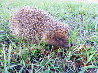 Hedgehog in the grass