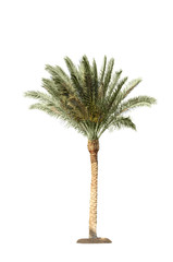 natural Date Palm tree isolated