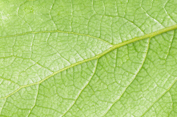 green leaf macro texture
