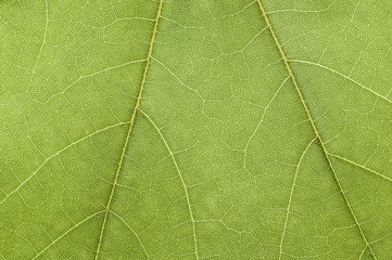 Fototapeta na wymiar green leaf macro texture