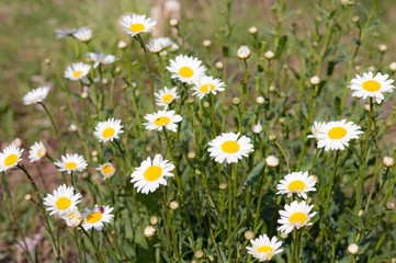 daisies on spring meadow