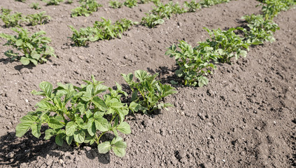 Potato field with green shoots of potatoes