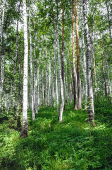 green birch grove forest at summer time