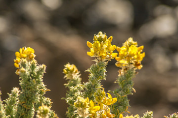 Close up of the blossoming teide sticky broom