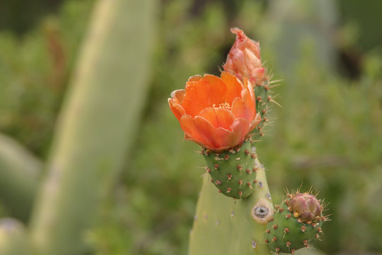 close up from a prickly pear