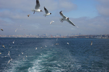 Fototapeta na wymiar Gulls in the blue sky.