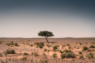 Single tree in the void, dirt and desert in Morocco