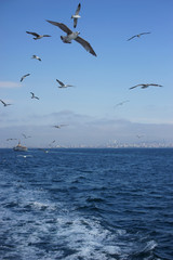 Fototapeta na wymiar Gulls in the blue sky.