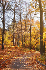 Yellow fallen leaves on the pathway in the evening autumn park. Beautiful autumn landscape