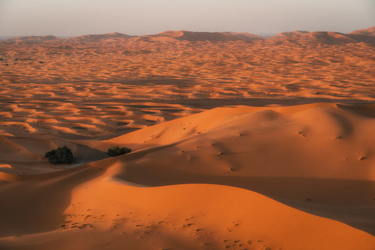 Incredible golden dunes at sunset, escursion in the Sahara Desert, Morocco © Fernando