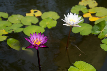 Pink and white lotus in the pond.