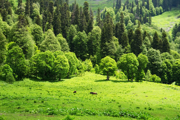 Spring mountain landscape. Caucasus Mountains, Avadhara, Republic of Abkhazia.