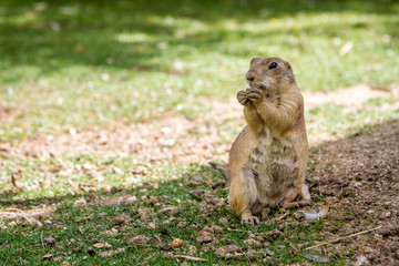 Naklejka na ściany i meble Black-tailed prairie gopher dog eating a nut
