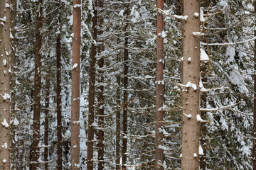 Spruce tree trunks in the forest background