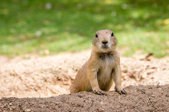 Black-tailed prairie gopher dog got out of the hole