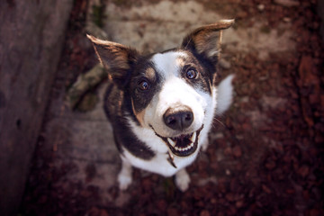 Cute Collie Dog Smile