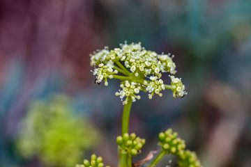 Obraz premium Wild flower closeup