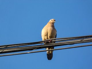 Doves on a wire