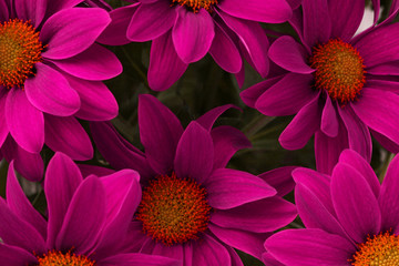 Magenta flower background.