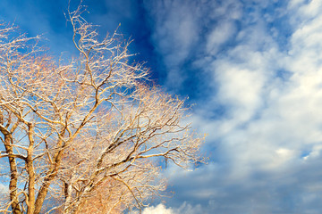 Snow covered tree branches and sky