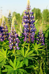 Lupinus (lupin or lupine) against a blue sky. Summer meadow in bloom