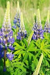 Obraz premium Lupinus (lupin or lupine) in bloom. Floral background