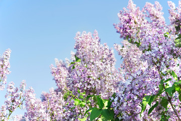 Obraz premium Blooming branches of lilac. Syringa in bloom. Spring background