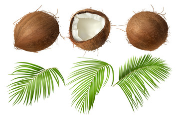 Coconut realistic vector illustration, whole and half cracked broken coco nut with green palm leaves, isolated on white background. Set for ads or packaging design natural food and organic cosmetics. - obrazy, fototapety, plakaty