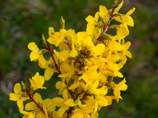 forsythia