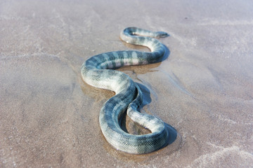 Beaked sea snake (Enhydrina schistosa) on the sand.