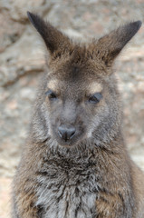 Wallaby Closeup