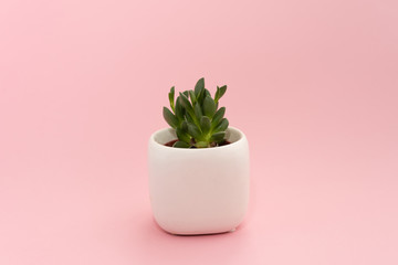 Little succulent plant in a white pot on a pink background. Design concept. Central composition mockup