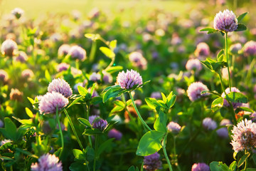 Pink blooming clover in a Summer sunny meadow.