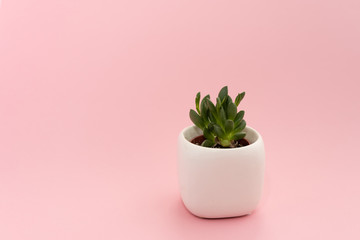 Little succulent plant in a white pot on a pink background. Design concept. Copy space mockup