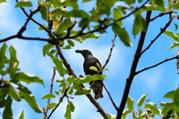 Common starling sitting on a malus branch against a blue sky