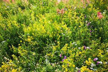 Colorful blooming flowers in a Summer sunny meadow. Nature Background.