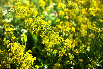 Bright yellow flowers of Galium Verum (Lady's Bedstraw or Yellow Bedstraw). Floral background